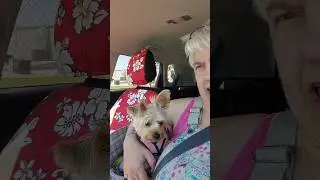 MaisyBell Loves Going In The Car #puppy #dog #yorkies #train #dogbreed #mama #Yorkie #maisybell