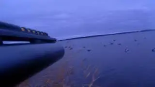 buffle head shoot