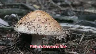 Exploring the Enigmatic World of Fly Agaric Mushrooms