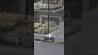 swarm of bees in bakery in Algeria #fyp #bees #bakery #viral