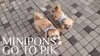 Minipons Go To PIK