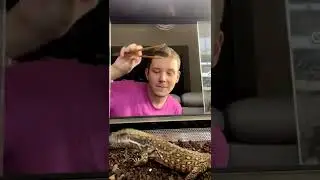 Кормлю Варана Кими и сцинка Перри тараканами и сверчками