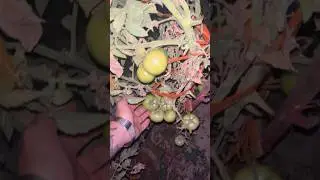 Homegrown vine tomato #farming #garden #homegrown #tomatoes #tomato #organicfarming #organic