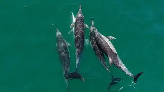 Common Dolphins - Mating And Biting Behaviour