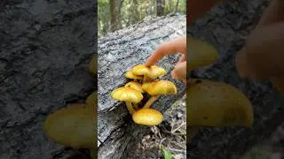Honey Mushrooms on the Fallen Log #shorts #mushroom #foraging #nature #asmr