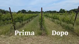 NUOVO TRINCIA DA VIGNETO?!?! PROVA TRINCIA MASCHIO BRAVA!