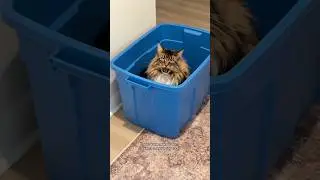 Maine Coons love the snow