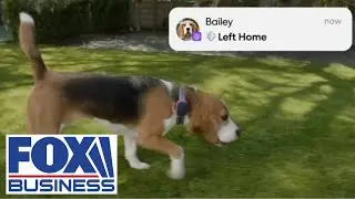LOST PETS NO MORE: Life360 rolls out real-time pet tracker