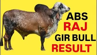 सर्वश्रेष्ठ (ABS) गिर बुल ll Top Gir bull for Breeding || ABS Raj Gir bull result || ABS Bull Result