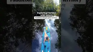 Would You Paddleboard in Gator Country? 🐊 #alligator #florida