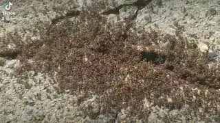 Army of ants. Whatever they attack doesn't stand a chance.