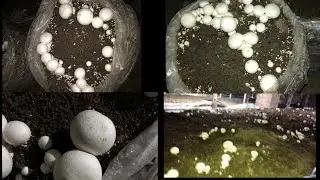 Mushroom Pin Head | Green Mould | White Plastic Mould | Button Mushroom