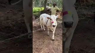 Pungunuru cow 😍 #goat #cow #animals