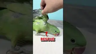 Rescue Indian Parrot #Rescue #birds  #parrot #petlovers