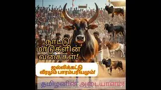 தமிழரின் வீர விளையாட்டு: ஜல்லிக்கட்டு மாடுகளின் வகைகள் மற்றும் சிறப்புகள் | Jallikattu Bull Breeds