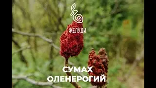 Сумах оленерогий - листопадный кустарник, красивый круглый год