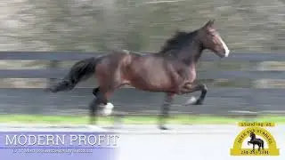 MODERN PROFIT (O U Man x Gucelia by Guccio)