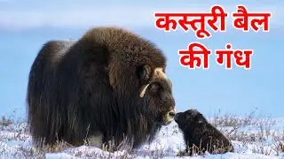 Kasturi bail ki gandh | Interesting information about musk ox in hindi