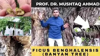 Ficus benghalensis | Benefits of Banyan Tree | The Sacred Tree | Miracle Herbal Diversity