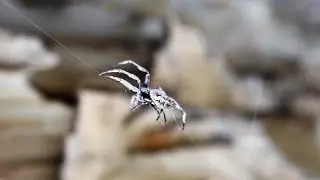 Garden Orb Weaver Spider - Australian Spider | Short Documentary