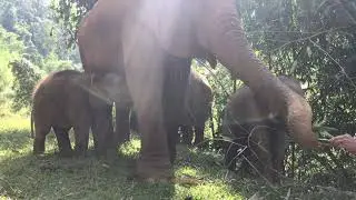 2018.12 晴れ編 AM   チェンマイ 子ゾウの保育園 1-1