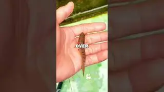 SAVING STRANDED FISH! #animalstories #animals #animalrescue #cute #pets #fish