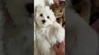 Домашние #домашниеживотные