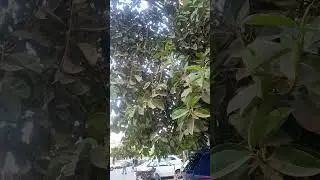 الفيكس ديكورا