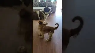SO CUTE 😍 😍 St.Bernard and Cocker Spaniel playing rope.  MUST WATCH!