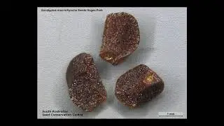 [Wikipedia] Eucalyptus macrorhyncha