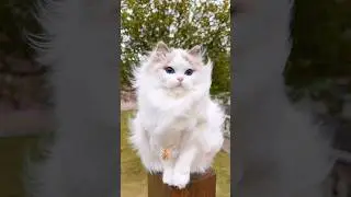 beautifull cat#intersting #youtubeshorts #viral #funny #comedy #shorts#usa  |ras sm official