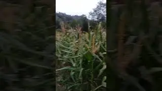 #corn #farming #short #onewithnature