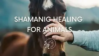 Shamanic Healing For Animals 🐾 How it Works And Is It Worth It?