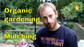Mulching trees - apple & fruit tree organic gardening tips - tree and shrub care - leaf mulch