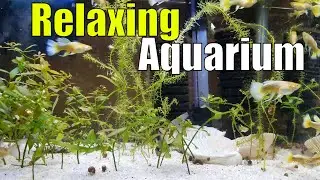 Relaxing 24k Full Gold Ribbon Guppy Planted Aquarium (No Talking)