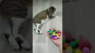 Funny Cat Barsik ❤🔴 Marbles Satisfying reverse video