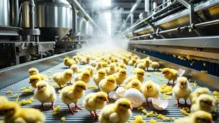 Technologie zur Inkubation von H&uuml;hnereiern 🥚 &ndash; Methode und Prozess der Broileraufzucht