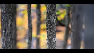 Lessons from Research on Old Forest Restoration | Talks & Walks on UVM's Wild Side