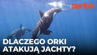 Gibraltar: buntownicze orki | ARTE.tv Dokumenty