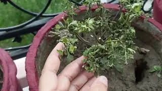 #short video#plant#greenscreen