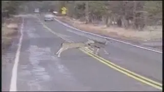 Deer related accidents increase