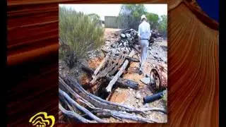Paynes Find Gold