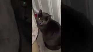 Cat Greeting Gone Wrong: Bobbi's Hilarious Reaction to My Homecoming #CatLovers #FunnyPets
