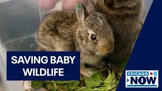 Saving baby wildlife: A Chicago area guide | ChicagoNOW