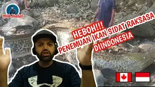 IKAN SIDAT RAKSASA SEBERAT 1 TON - TERTANGKAP OLEH WARGA | MR Halal Reaction