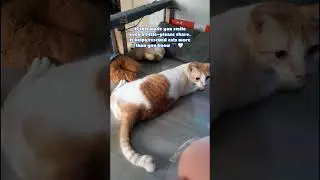 Please help us get more views #catsofyoutube #cat #catlovers #catchannel #rescue #fyp #shorts #cat