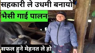 बिहानी सहकारी ले कृषक लाई उधमी बनाउँदै भैंसी गाई कुखुरा सफल हुन आफै मेहनत् । 