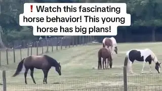 ❗️Watch this fascinating horse behavior! This young horse has big plans! #horsebehavior 
