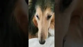PSA - Learn From My Dog's Antibiotic Neurotoxicity