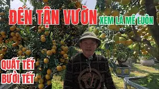 Quất Tết, Bưởi Tết Qúa Đẹp - Lạc Vào Khu Vườn Cây Cảnh Đẹp Nhất Văn Giang Hưng Yên - Huyền Râu
